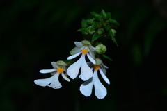 Calanthe alismifolia