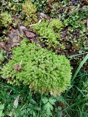 Diobelonella palustris