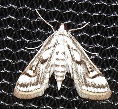 Parapoynx badiusalis