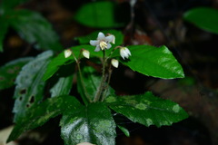Ardisia pusilla