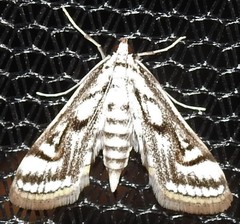 Parapoynx badiusalis