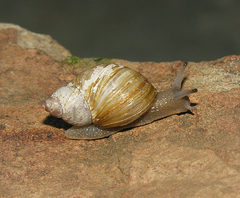Prestonella nuptialis