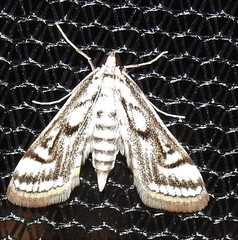 Parapoynx badiusalis