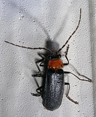Silinae