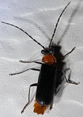 Silinae