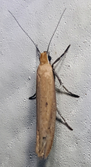 Ypsolopha ochrella
