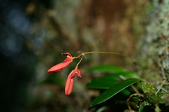 Bulbophyllum albociliatum