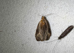 Olethreutes quadrifidum