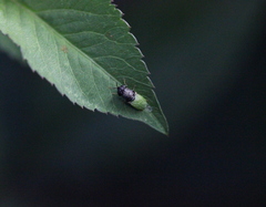 Oplodontha rubrithorax