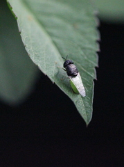 Oplodontha rubrithorax