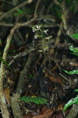 Collabium formosanum