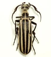 Epicauta atrivittata