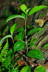 Myrsine stolonifera