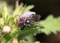 Hemihalictus