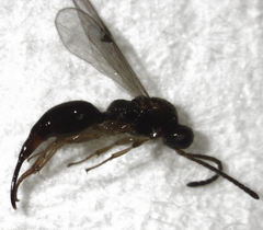 Oxyserphus