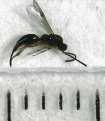 Oxyserphus