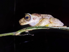 Ptychohyla hypomykter