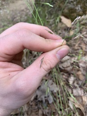 Poa cuspidata
