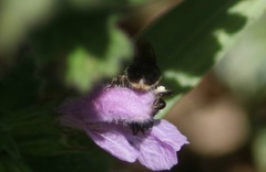 Hemihalictus