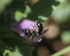 Hemihalictus