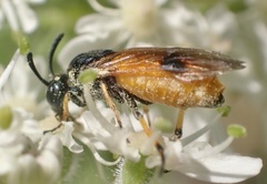 Arge melanochra