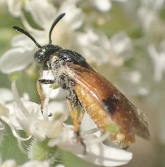 Arge melanochra