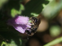 Hemihalictus