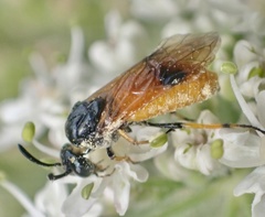 Arge melanochra