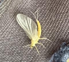 Ephemerella dorothea