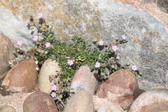 Spergularia rupicola