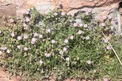 Spergularia rupicola