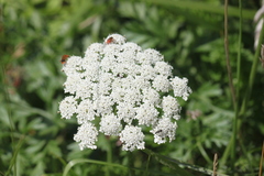 Daucus carota gummifer