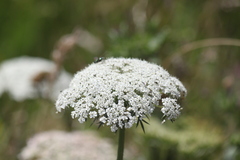 Daucus carota gummifer