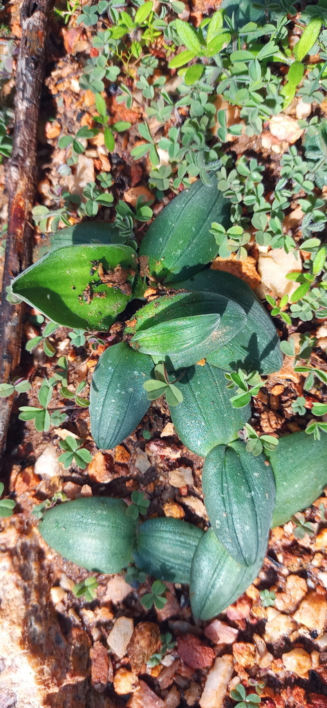 Slitanther Poison Squills