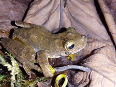 Ptychohyla hypomykter