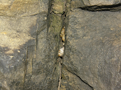 Prestonella nuptialis
