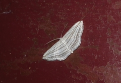 Scopula opicata