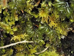 Hymenophyllum wilsonii