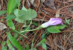 Ipomoea silvicola