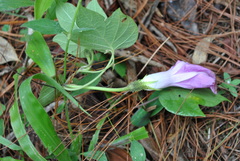 Ipomoea silvicola