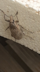 Temnorhinus mendicus