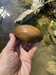 Pyganodon grandis