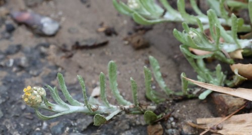 photo of Jersey Cudweed (Helichrysum luteoalbum)