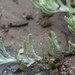 photo of Jersey Cudweed (Helichrysum luteoalbum)