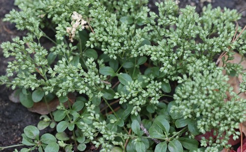 photo of Fourleaf Manyseed (Polycarpon tetraphyllum)