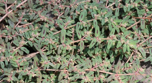 photo of Spotted Spurge (Euphorbia maculata)