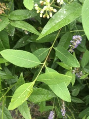 Orbexilum onobrychis