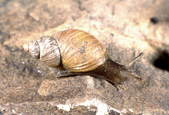 Prestonella nuptialis
