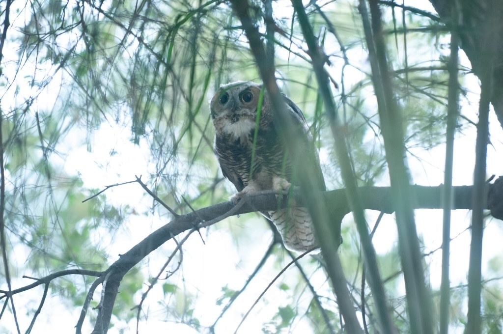 Great Horned Owl from Blain Park, Visalia, CA, US on July 10, 2021 at