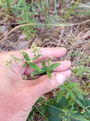 Galium × pseudoboreale